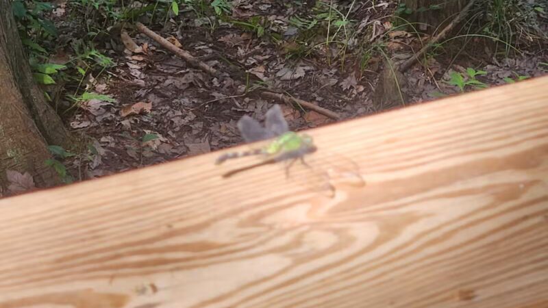 Merchants Millpond State Park - Gatesville, NC