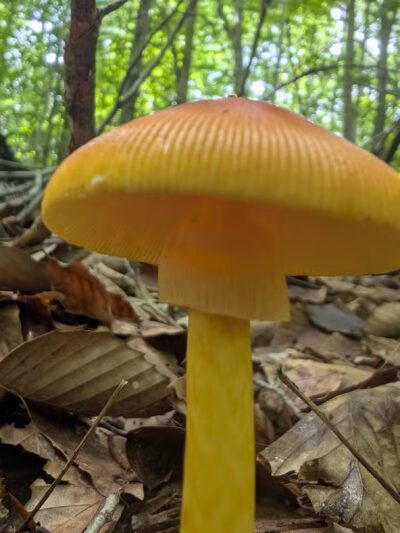 Merchants Millpond State Park - Gatesville, NC