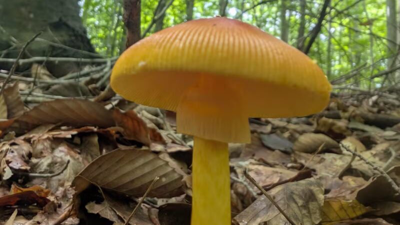 Merchants Millpond State Park - Gatesville, NC