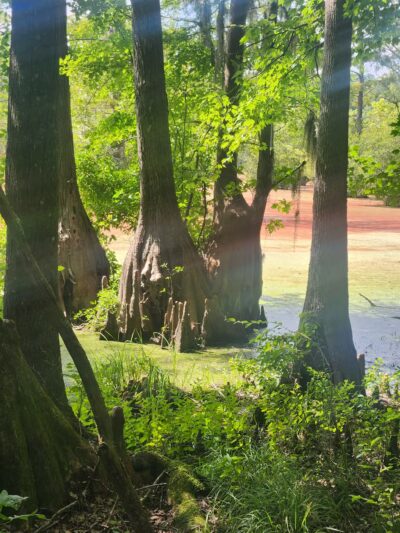 Merchants Millpond State Park - Gatesville, NC