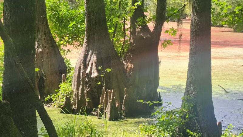 Merchants Millpond State Park - Gatesville, NC
