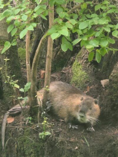 Merchants Millpond State Park - Gatesville, NC