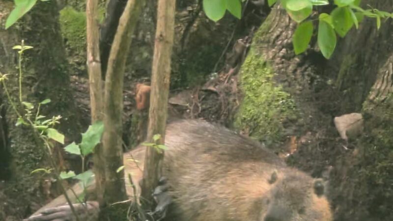 Merchants Millpond State Park - Gatesville, NC