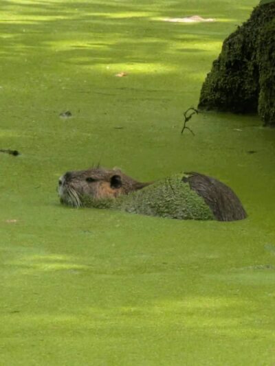 Merchants Millpond State Park - Gatesville, NC