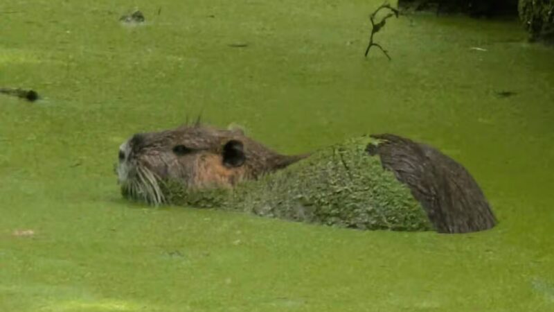 Merchants Millpond State Park - Gatesville, NC