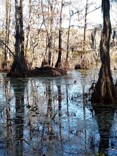 Merchants Millpond State Park - Gatesville, NC