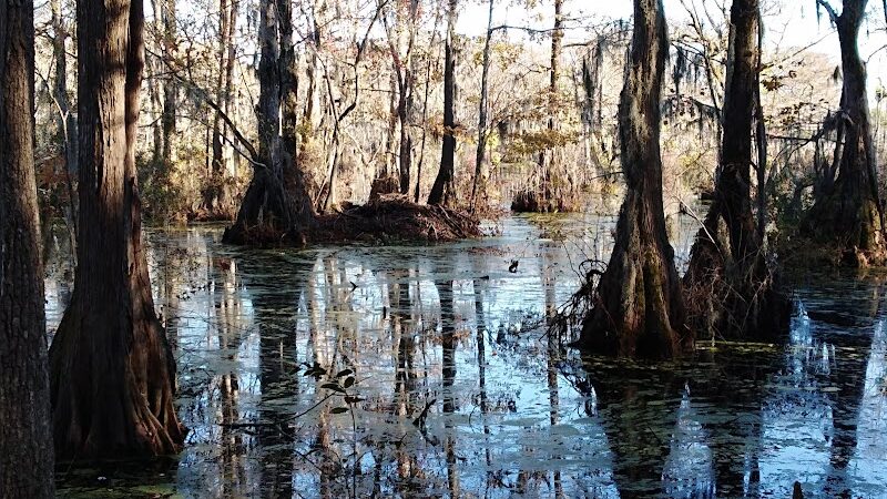 Merchants Millpond State Park - Gatesville, NC