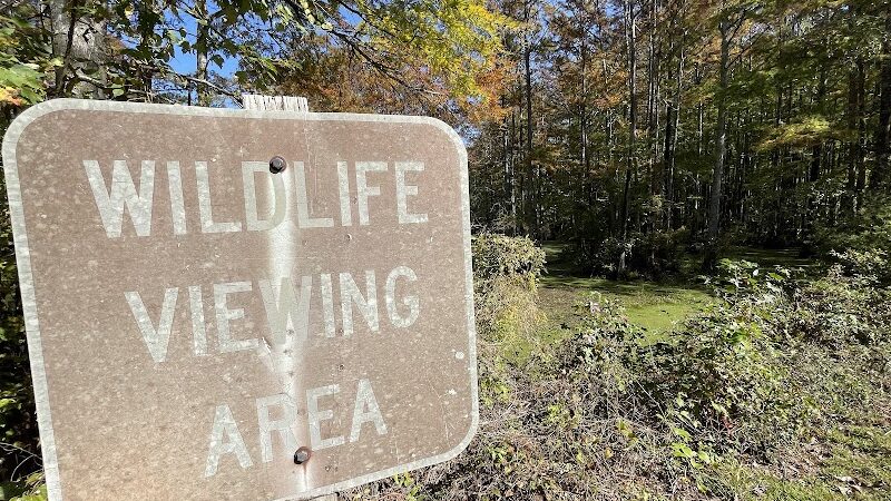 Merchants Millpond State Park - Gatesville, NC