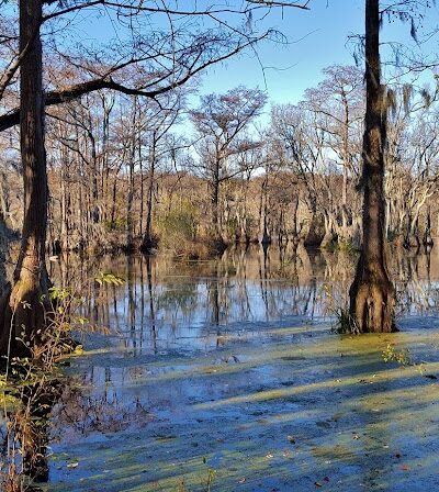 Merchants Millpond State Park - Gatesville, NC