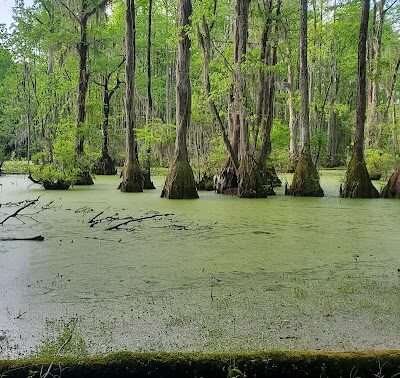 Merchants Millpond State Park - Gatesville, NC