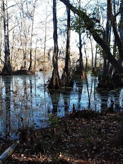 Merchants Millpond State Park - Gatesville, NC