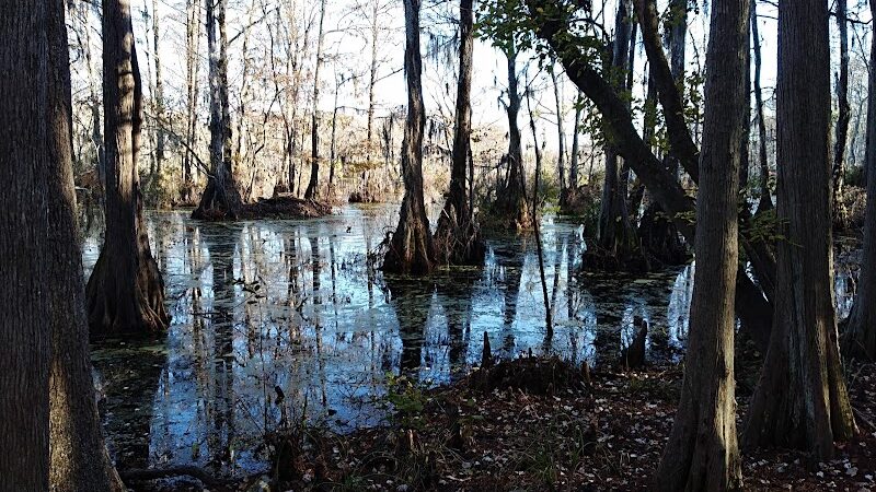 Merchants Millpond State Park - Gatesville, NC
