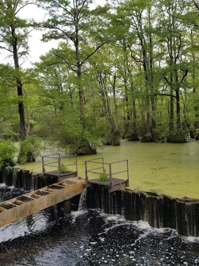 Merchants Millpond State Park - Gatesville, NC