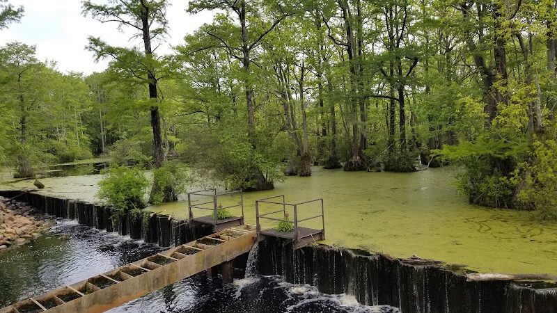 Merchants Millpond State Park - Gatesville, NC