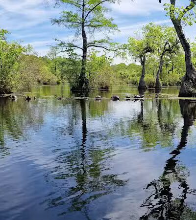 Merchants Millpond State Park - Gatesville, NC