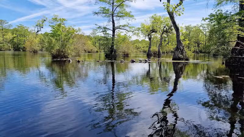 Merchants Millpond State Park - Gatesville, NC