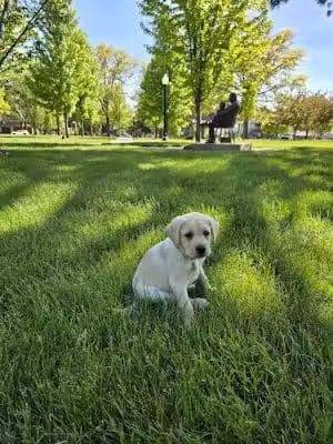 Geneseo City Park - Geneseo, IL