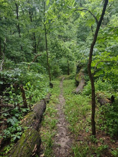 Geneseo Prairie Park - Geneseo, IL
