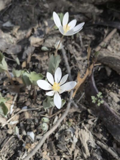 Geneseo Prairie Park - Geneseo, IL