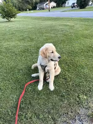 Highland Park - Geneseo, NY