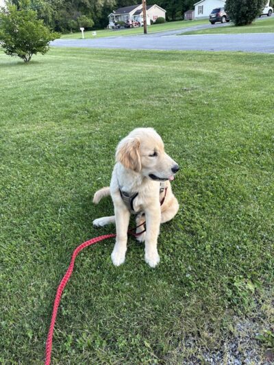 Highland Park - Geneseo, NY