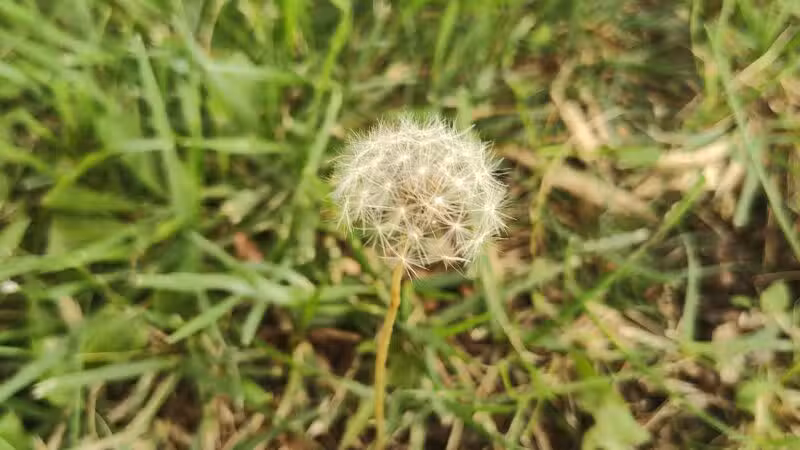 Richmond Hill Park - Geneseo, IL