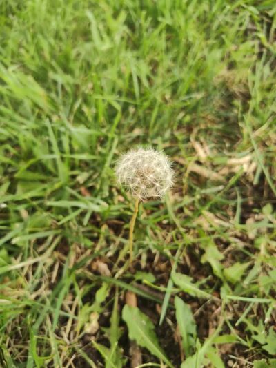 Richmond Hill Park - Geneseo, IL