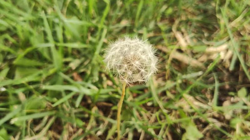 Richmond Hill Park - Geneseo, IL