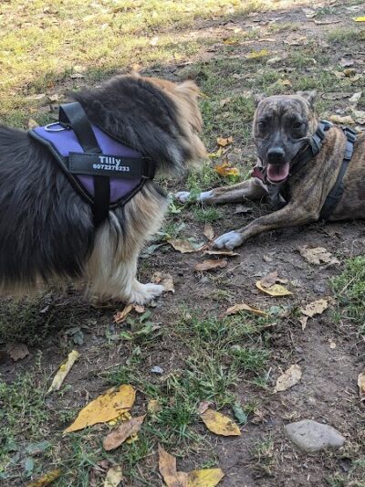 Geneva Bark Park - Geneva, NY