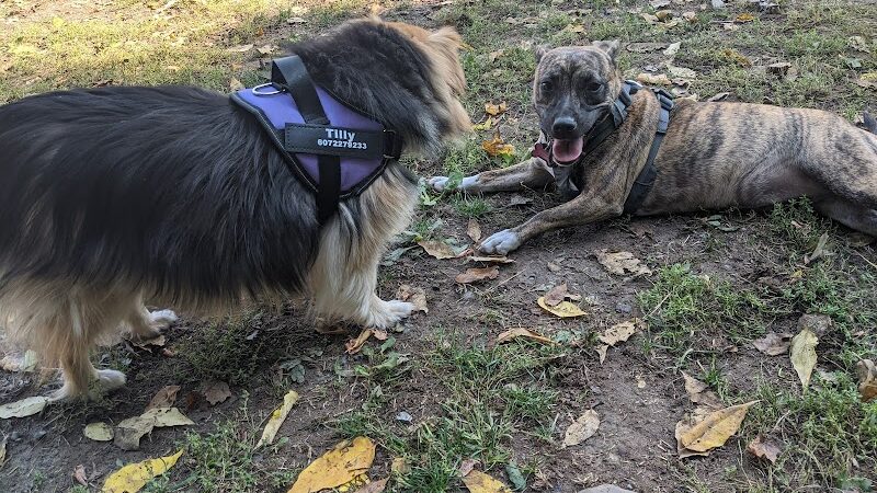 Geneva Bark Park - Geneva, NY