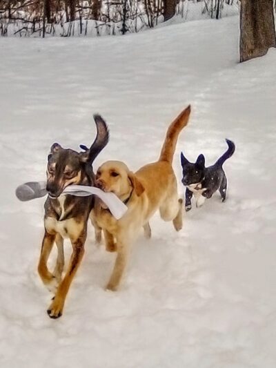 Geneva Bark Park - Geneva, NY