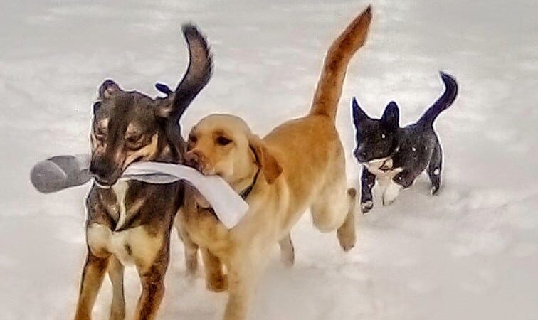 Geneva Bark Park - Geneva, NY