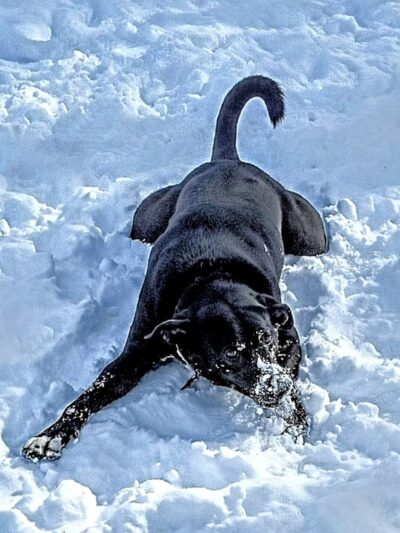 Geneva Bark Park - Geneva, NY