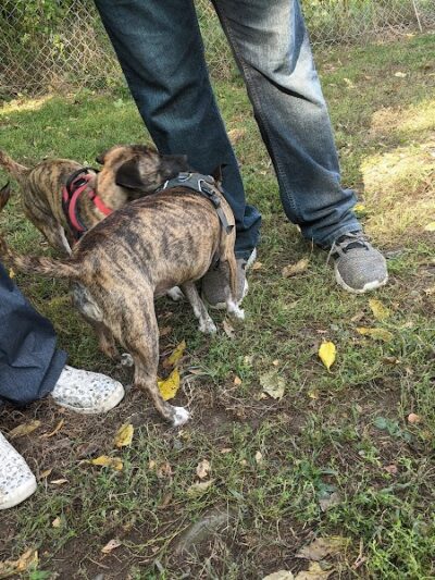 Geneva Bark Park - Geneva, NY