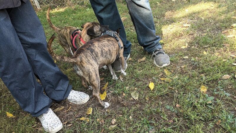 Geneva Bark Park - Geneva, NY