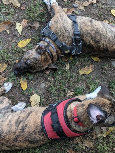 Geneva Bark Park - Geneva, NY