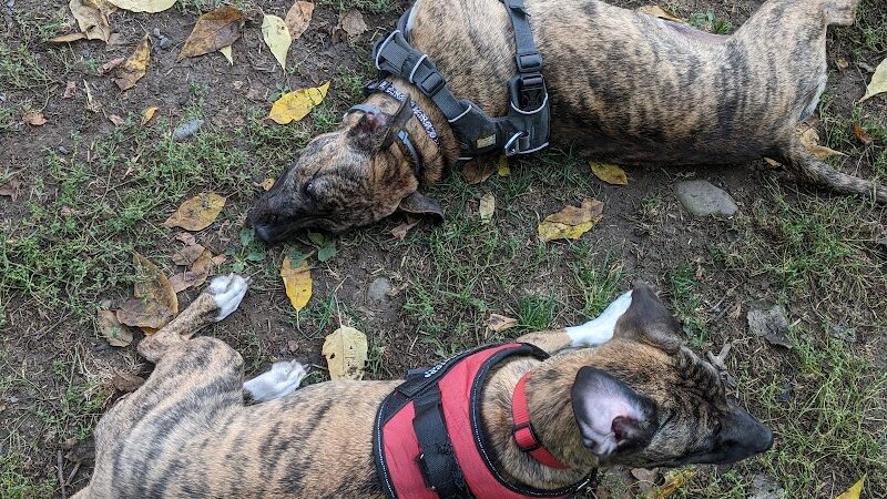 Geneva Bark Park - Geneva, NY