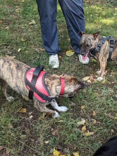 Geneva Bark Park - Geneva, NY