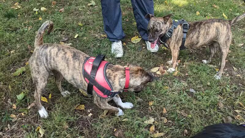 Geneva Bark Park - Geneva, NY