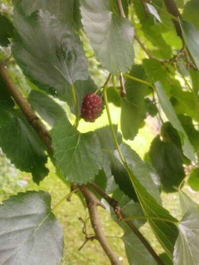 Geneva Dog Park - Geneva, OH