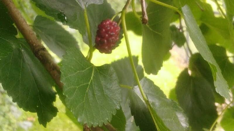 Geneva Dog Park - Geneva, OH