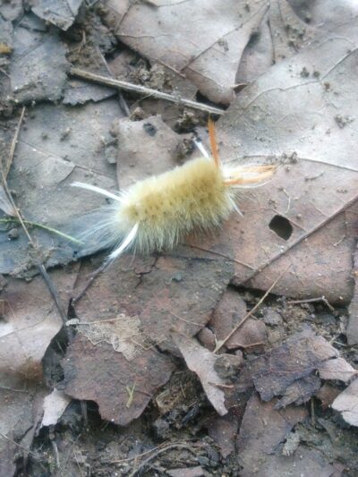 Geneva Dog Park - Geneva, OH