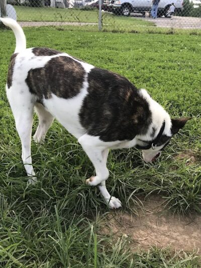 Scott County Dog Park - Georgetown, KY