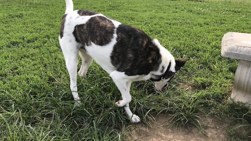Scott County Dog Park - Georgetown, KY