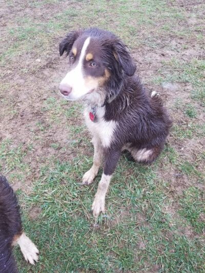 Scott County Dog Park - Georgetown, KY