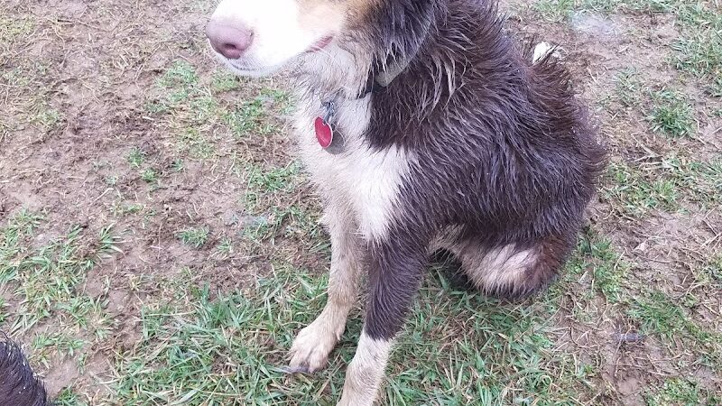 Scott County Dog Park - Georgetown, KY