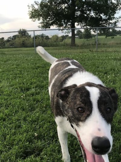 Scott County Dog Park - Georgetown, KY