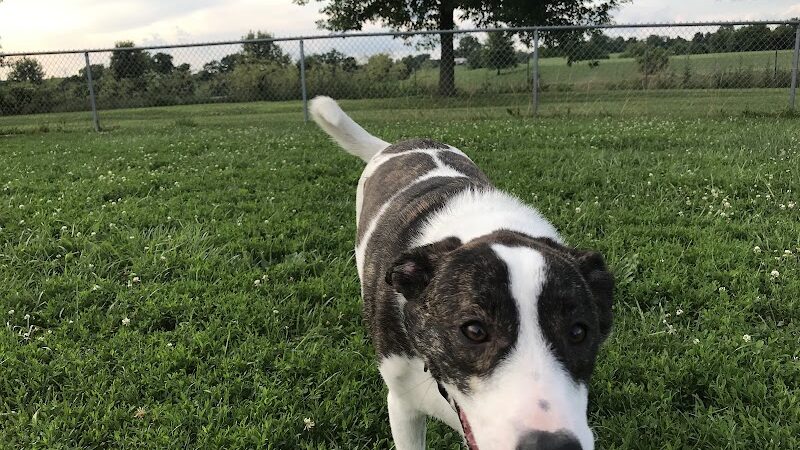 Scott County Dog Park - Georgetown, KY