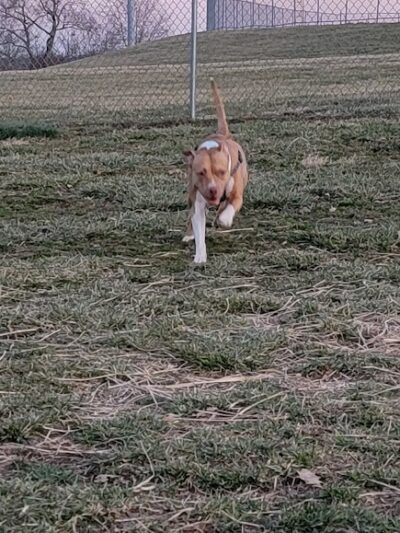 Scott County Dog Park - Georgetown, KY