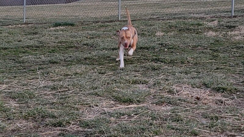 Scott County Dog Park - Georgetown, KY